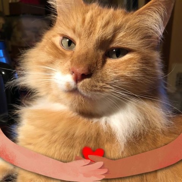 Meet your Posher, Debbie - Picture 1 of 1